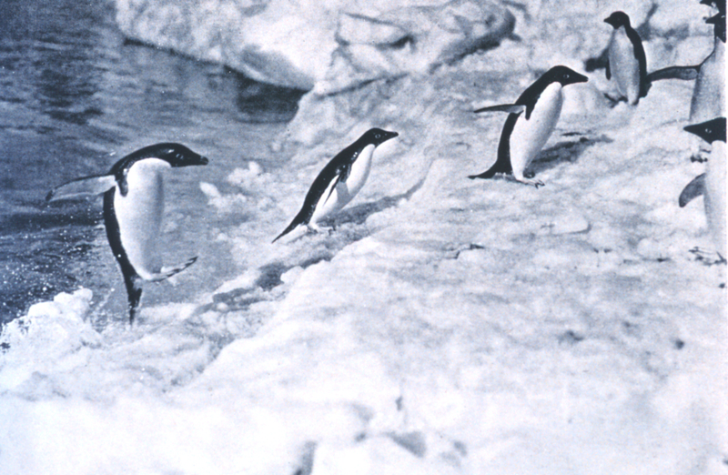 Pingüinos fotografiados por Levick en su estudio. Wikimedia Commons